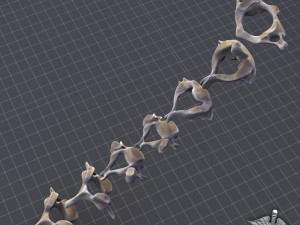 human cervical vertebrae Model 3D