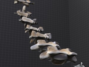 human cervical vertebrae Model 3D