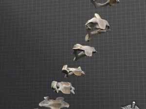 human cervical vertebrae 3D Model