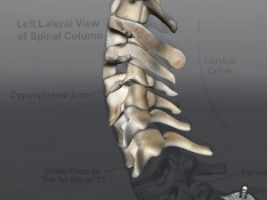 human cervical vertebrae 3D Model