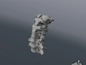 human cervical vertebrae 3D Model