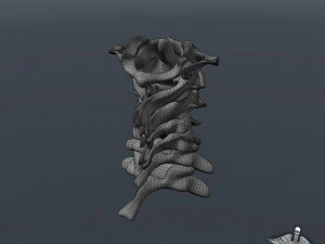 human cervical vertebrae 3D Model