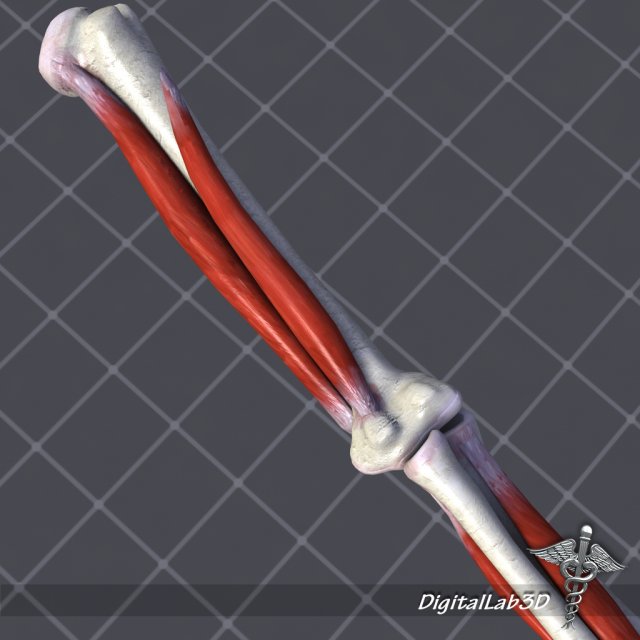 human elbow bone and muscle structure 3D 모델 .c4d .max .obj .3ds .fbx .stl .blend 