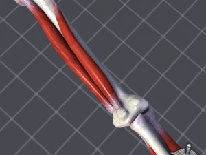 human elbow bone and muscle structure 3D Model