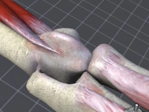 human elbow bone and muscle structure 3D Model