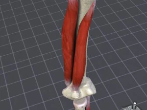 human elbow bone and muscle structure 3D Model