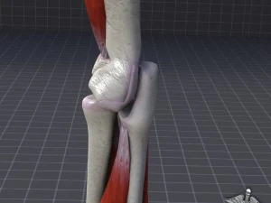 human elbow bone and muscle structure 3D Model