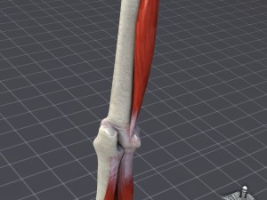 human elbow bone and muscle structure 3D 모델