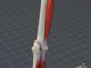 human elbow bone and muscle structure 3D Model