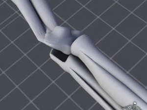 human elbow bone and muscle structure 3D 모델