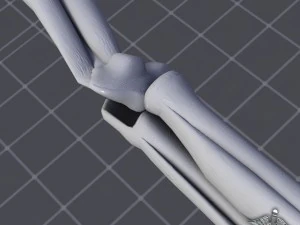 human elbow bone and muscle structure 3D Model