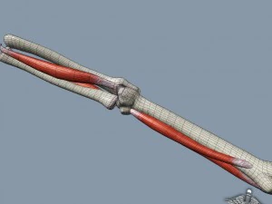 human elbow bone and muscle structure 3D Model