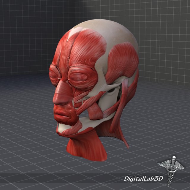 facial muscle structure 3Dモデル .c4d .max .obj .3ds .fbx .stl .blend 