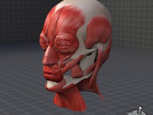facial muscle structure 3D मॉडल