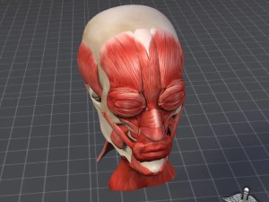 facial muscle structure 3D Model