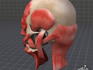 facial muscle structure 3Dモデル