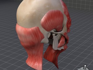 facial muscle structure 3Dモデル