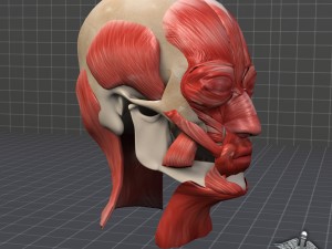 facial muscle structure 3Dモデル