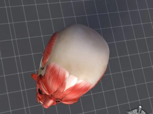 facial muscle structure 3D Model