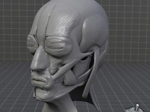 facial muscle structure 3D Model