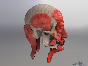 facial muscle structure 3Dモデル