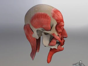 facial muscle structure 3D Model
