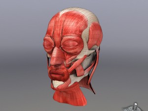 facial muscle structure 3Dモデル