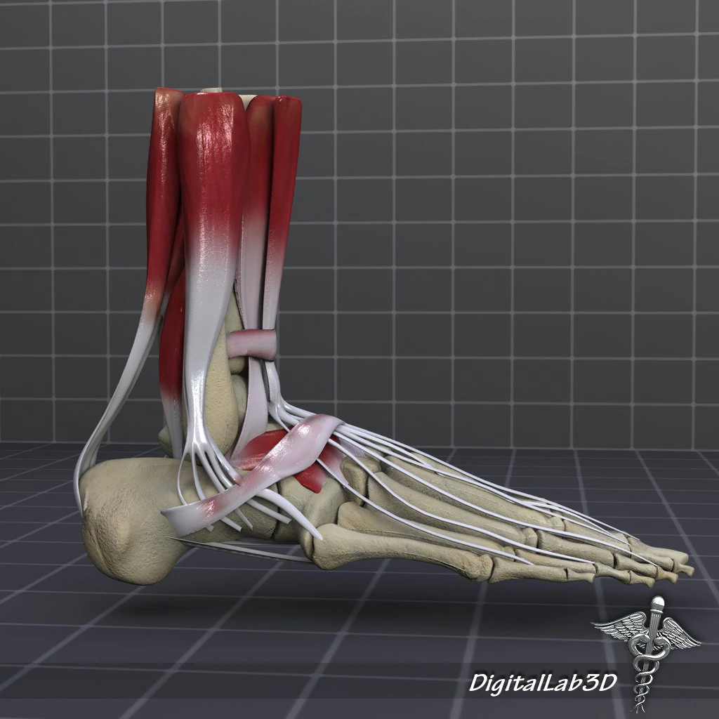 human foot bone and muscle structure 3D Model .c4d .max .obj .3ds .fbx .stl .blend