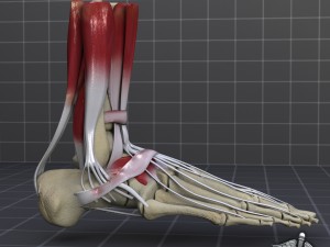 human foot bone and muscle structure 3D Model