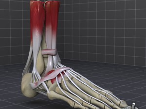 human foot bone and muscle structure 3D Model