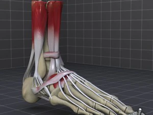 human foot bone and muscle structure 3D Model