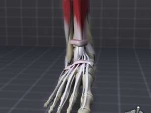 human foot bone and muscle structure 3D Model