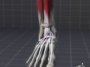 human foot bone and muscle structure 3D Model