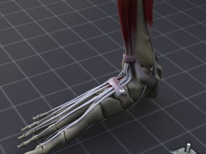 human foot bone and muscle structure 3D Model
