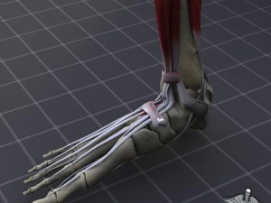 human foot bone and muscle structure 3D Model