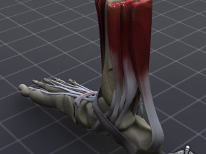 human foot bone and muscle structure 3D Model
