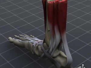 human foot bone and muscle structure 3D Model
