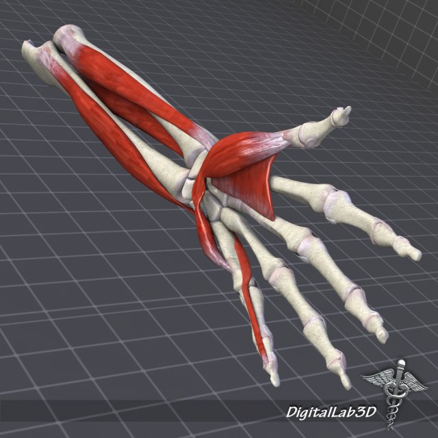 human forearm bone and muscle structure 3D-Modell .c4d .max .obj .3ds .fbx .stl .blend 