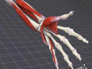 human forearm bone and muscle structure 3D Model