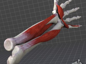 human forearm bone and muscle structure 3D-Modell