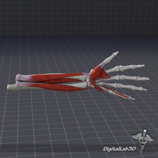 human forearm bone and muscle structure 3D Model in Anatomy 3DExport