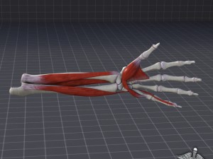 human forearm bone and muscle structure 3D-Modell