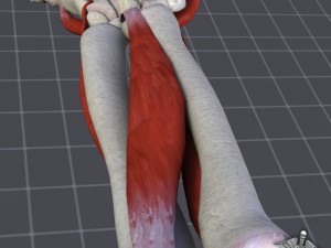 human forearm bone and muscle structure 3D-Modell