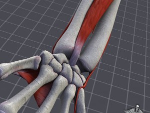 human forearm bone and muscle structure 3D-Modell