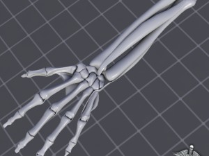 human forearm bone and muscle structure 3D-Modell