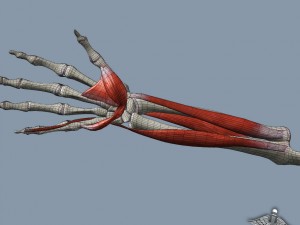 human forearm bone and muscle structure 3D-Modell