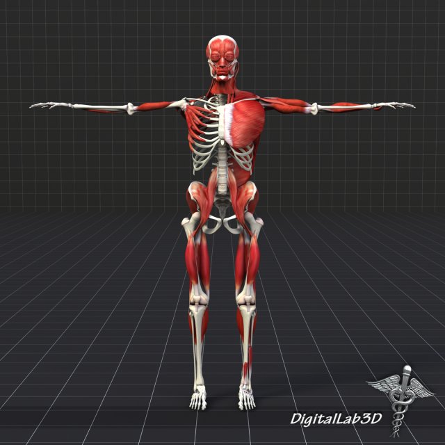 human muscle and bone structure 3D Модель .c4d .max .obj .3ds .fbx .stl .blend 