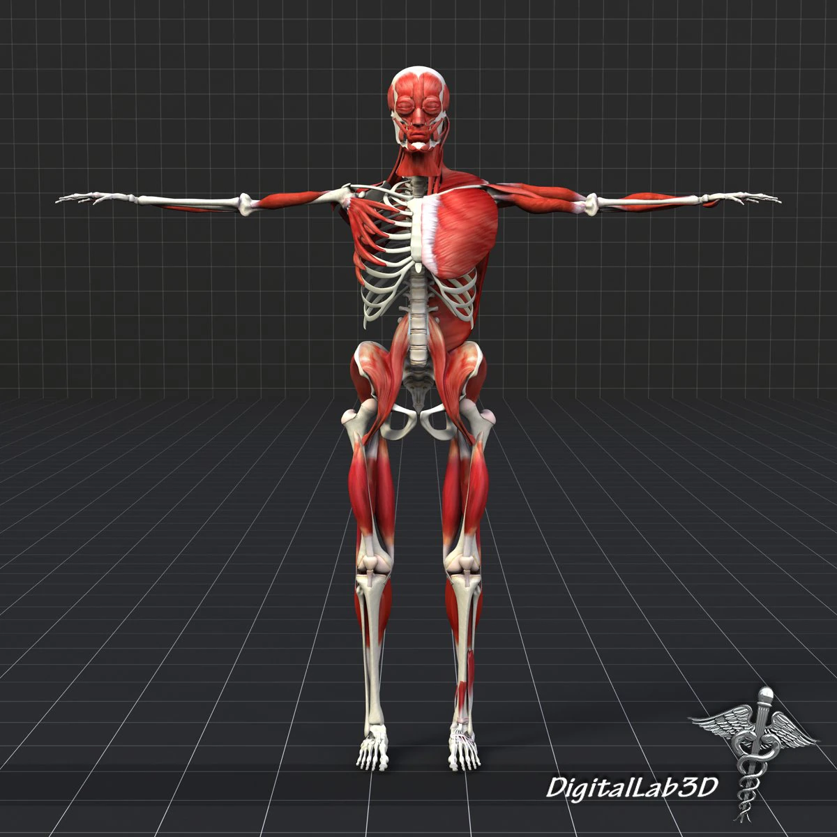 human muscle and bone structure 3D Model .c4d .max .obj .3ds .fbx .stl .blend