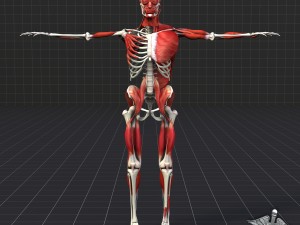 human muscle and bone structure 3D Model