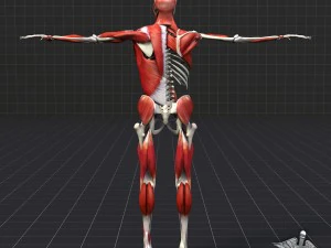 human muscle and bone structure 3D Model